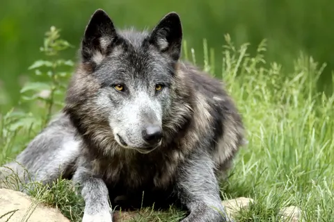 Wolf 4K Wallpaper · animals · 3840×2560