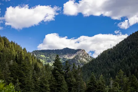 Pine Forest 4K Wallpaper · nature · 3840×2560