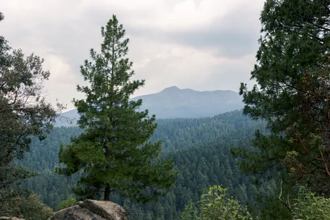 Pine Forest 4K Wallpaper · nature · 3840×2560