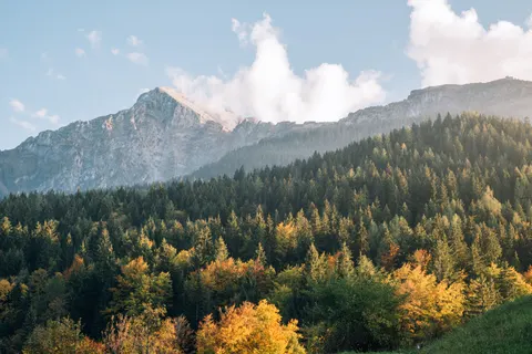 Pine Forest 4K Wallpaper · nature · 3840×2563