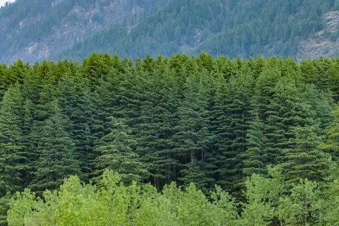 Pine Forest 4K Wallpaper · nature · 3840×2560