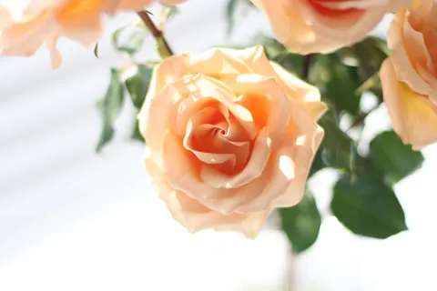 Hình nền Hoa Hồng 4K · flowers · 3840×2560