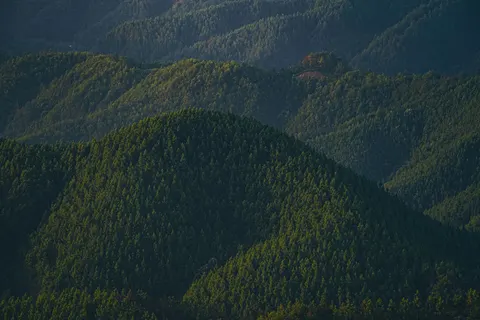 Pine Forest 4K Wallpaper · nature · 3840×2560