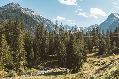 Pine Forest 4K Wallpaper · nature · 3840×2560