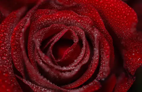 Roos 4K-achtergrond · flowers · 3840×2490