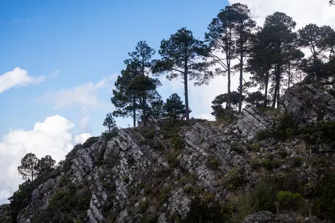 Pine Forest 4K Wallpaper · nature · 3840×2560
