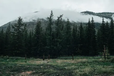 Pine Forest 4K Wallpaper · nature · 3840×2561