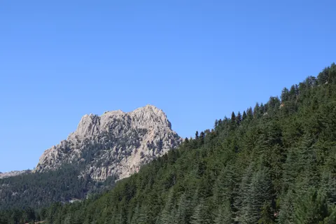 Pine Forest 4K Wallpaper · nature · 3840×2560