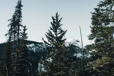 Pine Forest 4K Wallpaper · nature · 3840×2561