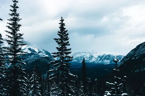 Pine Forest 4K Wallpaper · nature · 3840×2561