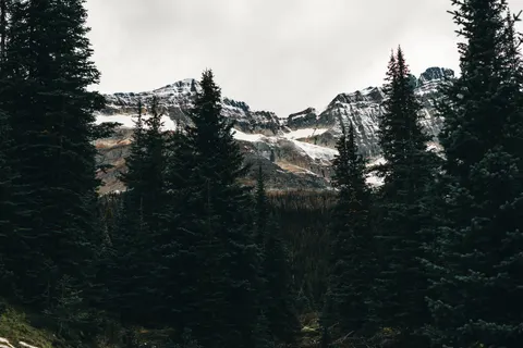 Pine Forest 4K Wallpaper · nature · 3840×2561