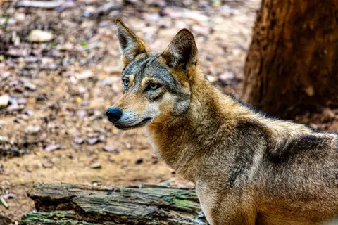 Wolf 4K Wallpaper · animals · 3840×2560