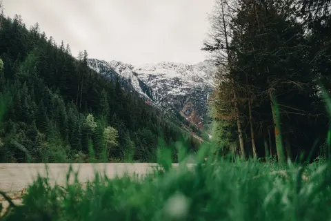 Pine Forest 4K Wallpaper · nature · 3840×2561