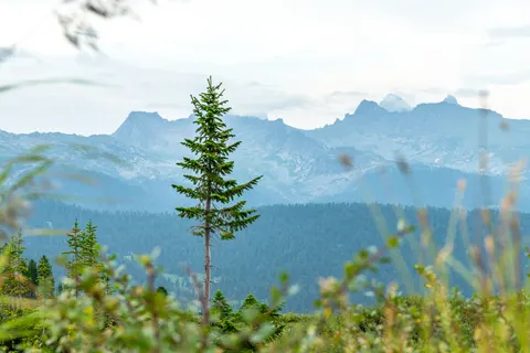 Pine Forest 4K Wallpaper · nature · 3840×2560