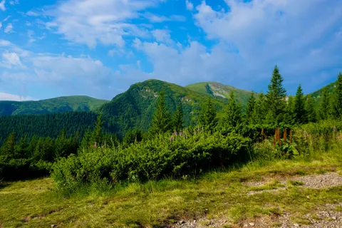 Pine Forest 4K Wallpaper · nature · 3840×2560