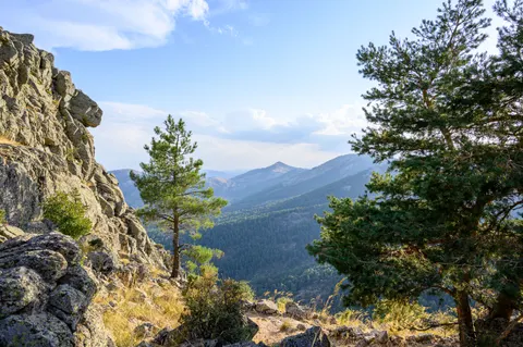 Pine Forest 4K Wallpaper · nature · 3840×2555