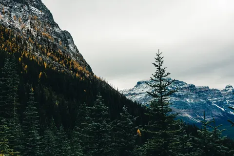 Pine Forest 4K Wallpaper · nature · 3840×2561