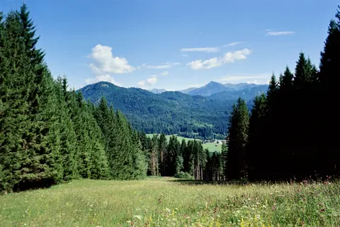 Pine Forest 4K Wallpaper · nature · 3840×2566