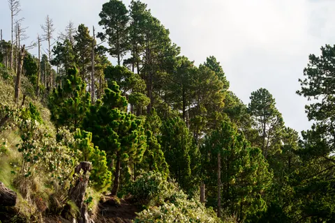 Pine Forest 4K Wallpaper · nature · 3840×2560