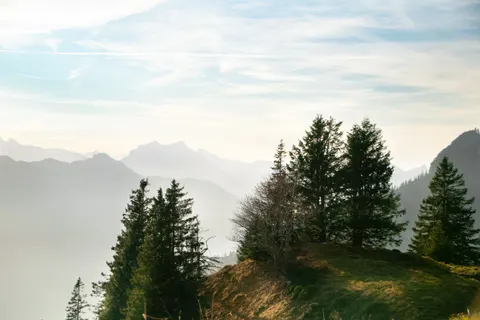 Pine Forest 4K Wallpaper · nature · 3840×2560