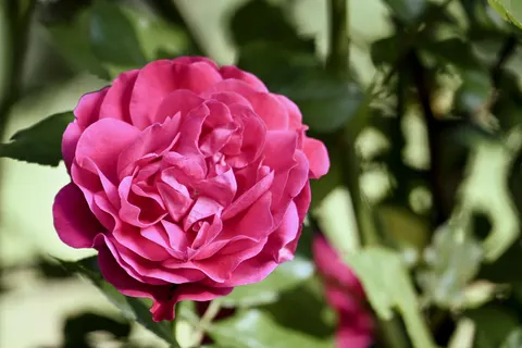 Rose 4K Wallpaper · flowers · 3840×2560