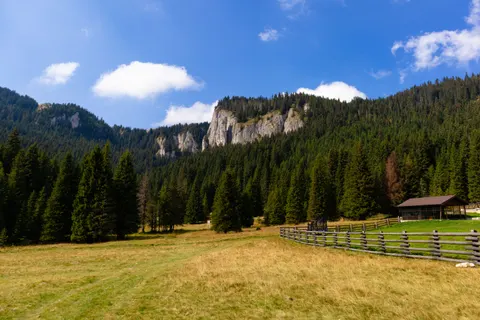 Pine Forest 4K Wallpaper · nature · 3840×2560