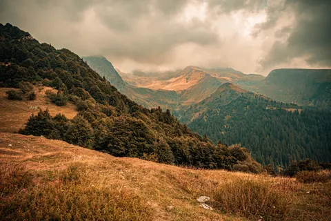 Pine Forest 4K Wallpaper · nature · 3840×2560