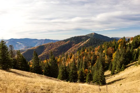 Pine Forest 4K Wallpaper · nature · 3840×2560