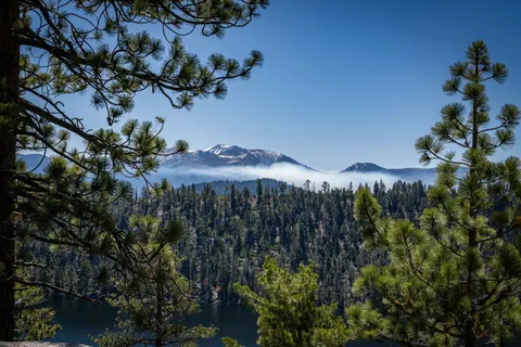 Pine Forest 4K Wallpaper · nature · 3840×2560