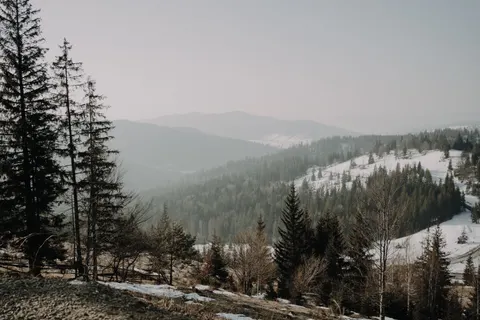 Pine Forest 4K Wallpaper · nature · 3840×2560