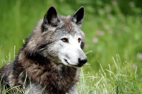 Wolf 4K Wallpaper · animals · 3840×2560