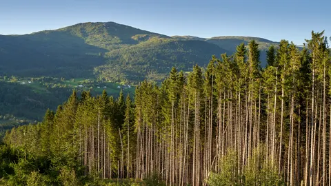 Pine Forest 4K Wallpaper · nature · 3840×2160