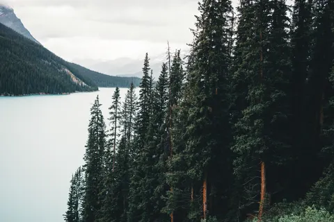 Pine Forest 4K Wallpaper · nature · 3840×2561