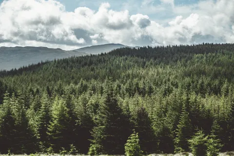 Pine Forest 4K Wallpaper · nature · 3840×2560