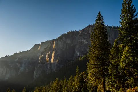 Pine Forest 4K Wallpaper · nature · 3840×2560