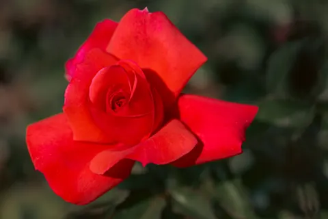 Wallpaper Bunga Mawar 4K · flowers · 3840×2563