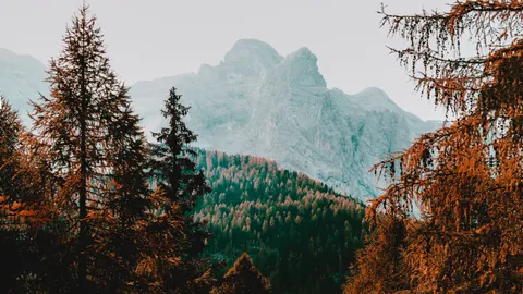 Pine Forest 4K Wallpaper · nature · 3840×2160