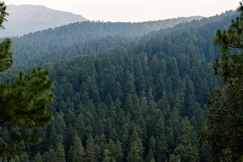 Pine Forest 4K Wallpaper · nature · 3840×2560