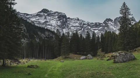 Pine Forest 4K Wallpaper · nature · 3840×2139