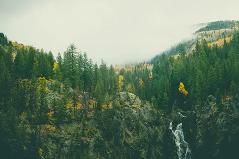 Pine Forest 4K Wallpaper · nature · 3840×2560