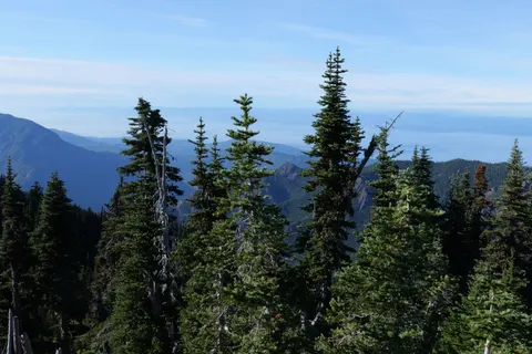 Pine Forest 4K Wallpaper · nature · 3840×2560