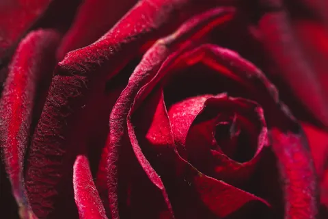Sfondo Rosa 4K · flowers · 3840×2560