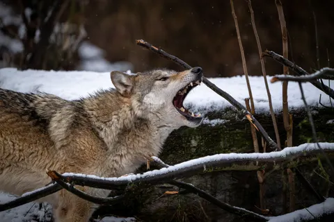 Wolf 4K Wallpaper · animals · 3840×2560
