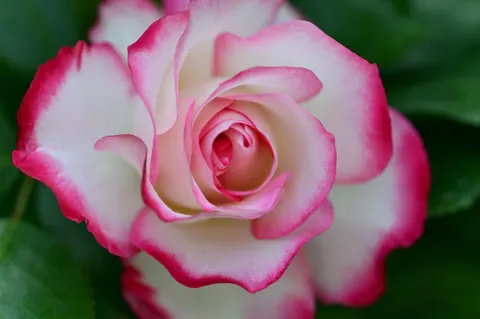 Hình nền Hoa Hồng 4K · flowers · 3840×2555