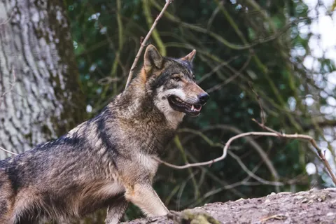 Wolf 4K Wallpaper · animals · 3840×2560