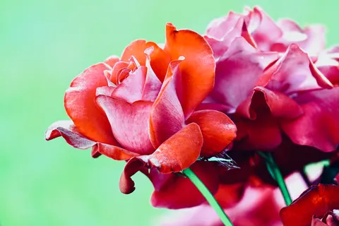 Sfondo Rosa 4K · flowers · 3840×2560