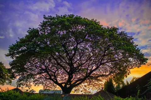 Savanna Sunset 4K Wallpaper · nature · 3840×2560