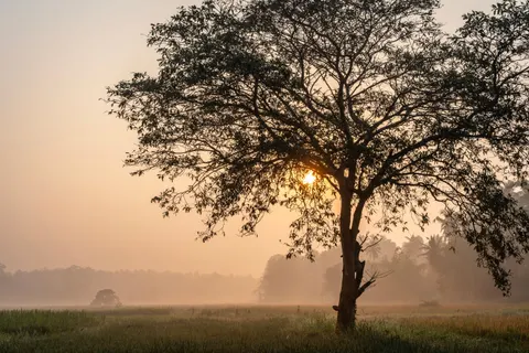 Savanna Sunset 4K Wallpaper · nature · 3840×2560