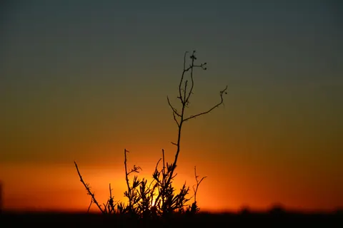 Savanna Sunset 4K Wallpaper · nature · 3840×2560