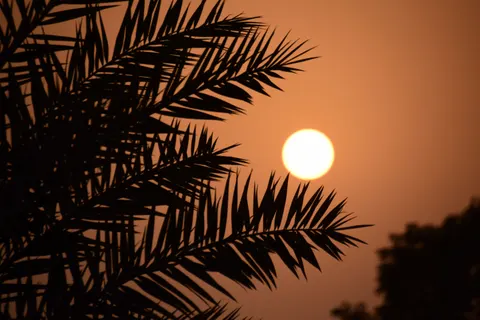 Savanna Sunset 4K Wallpaper · nature · 3840×2560